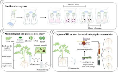 Humic substances increase tomato tolerance to osmotic stress while modulating vertically transmitted endophytic bacterial communities